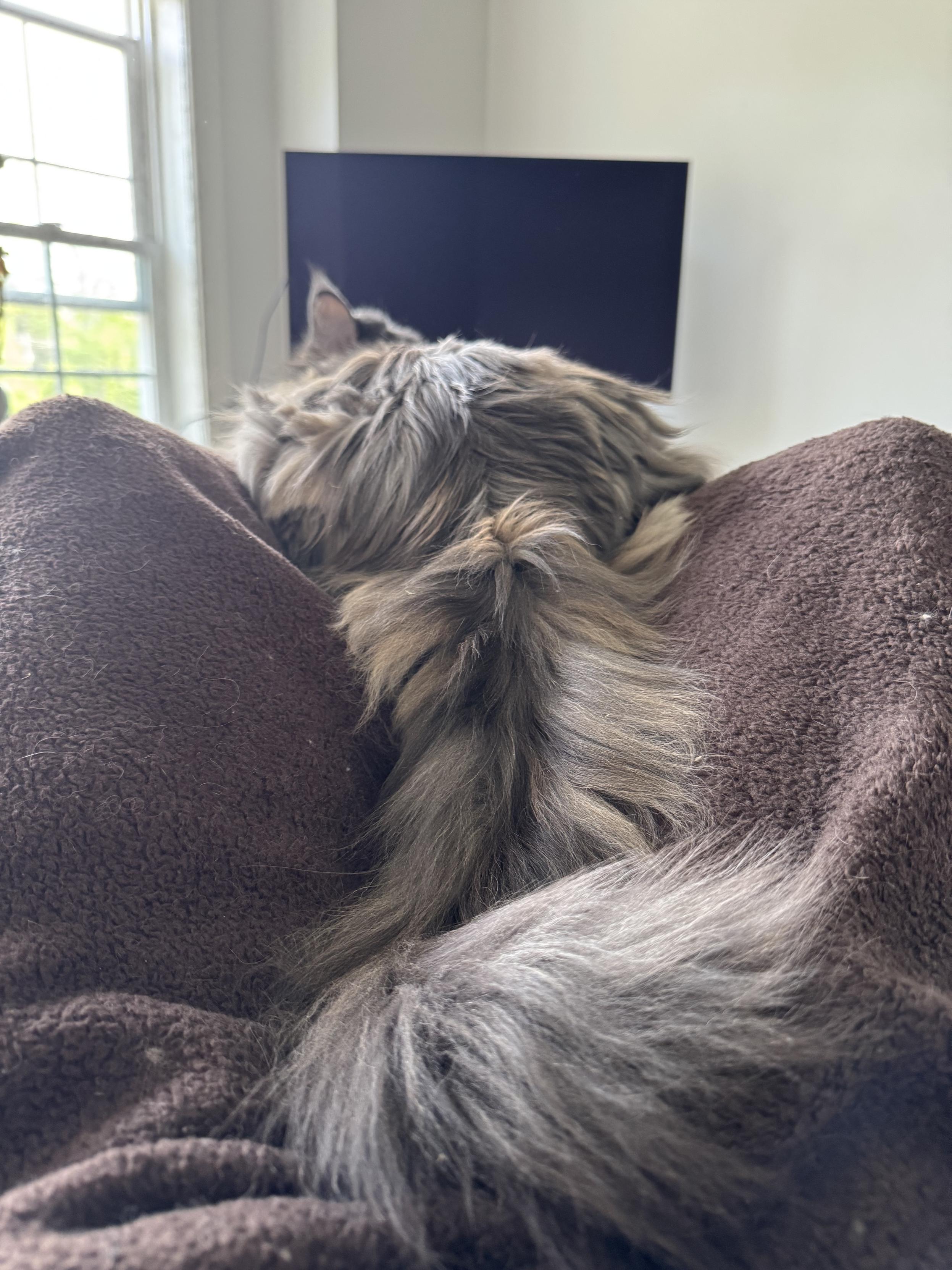 A picture of my cat’s rump and her very long fluffy tail that dangles down between my thighs and over my crotch. She is settled between my shins on a wedge pillow, but all you can see is cat and blanket, covered knees.