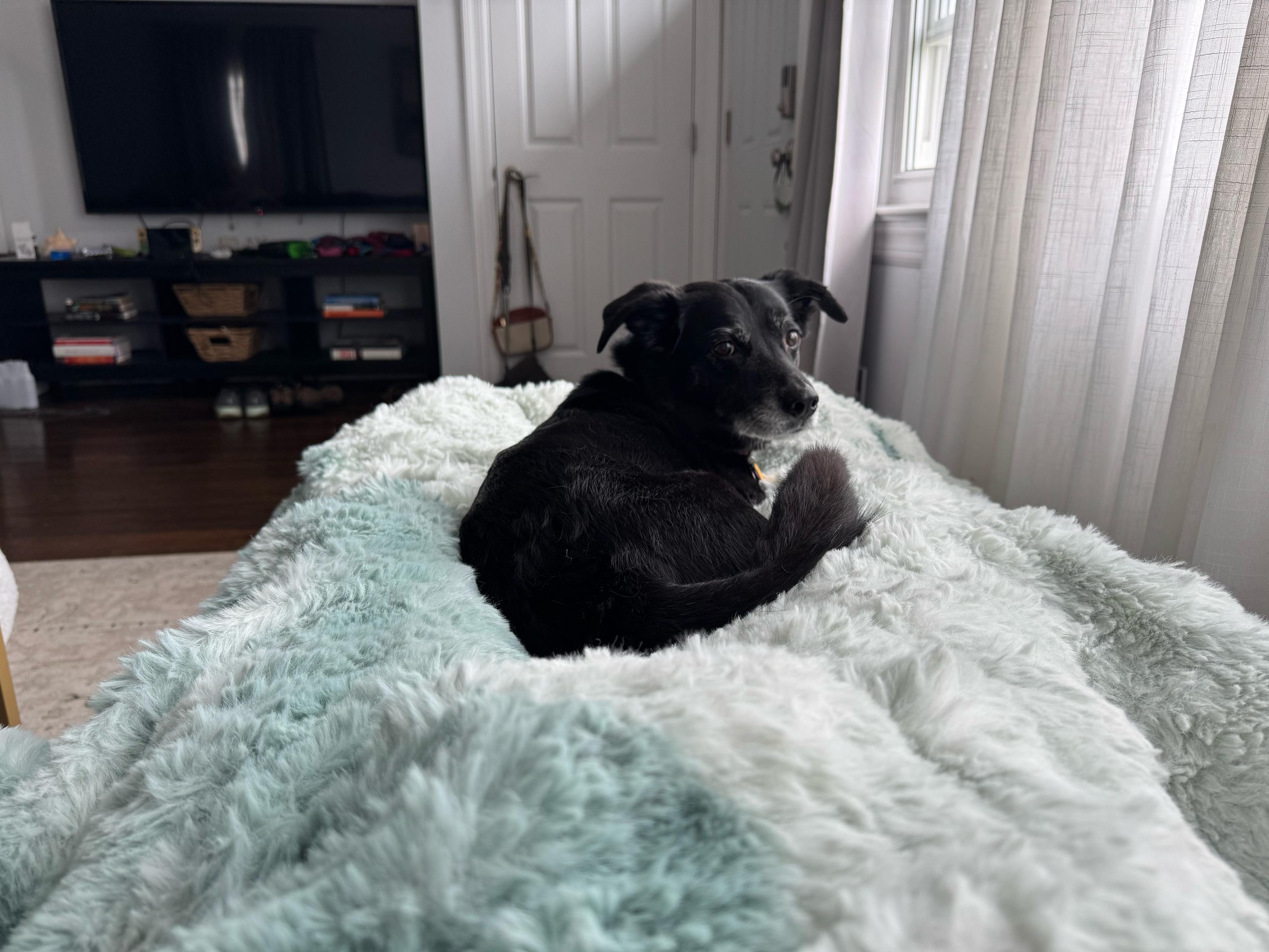 a first person perspective photo showing a pale blue fuzzy blanket covering my legs with a black dog curled between my shins looking back at me.