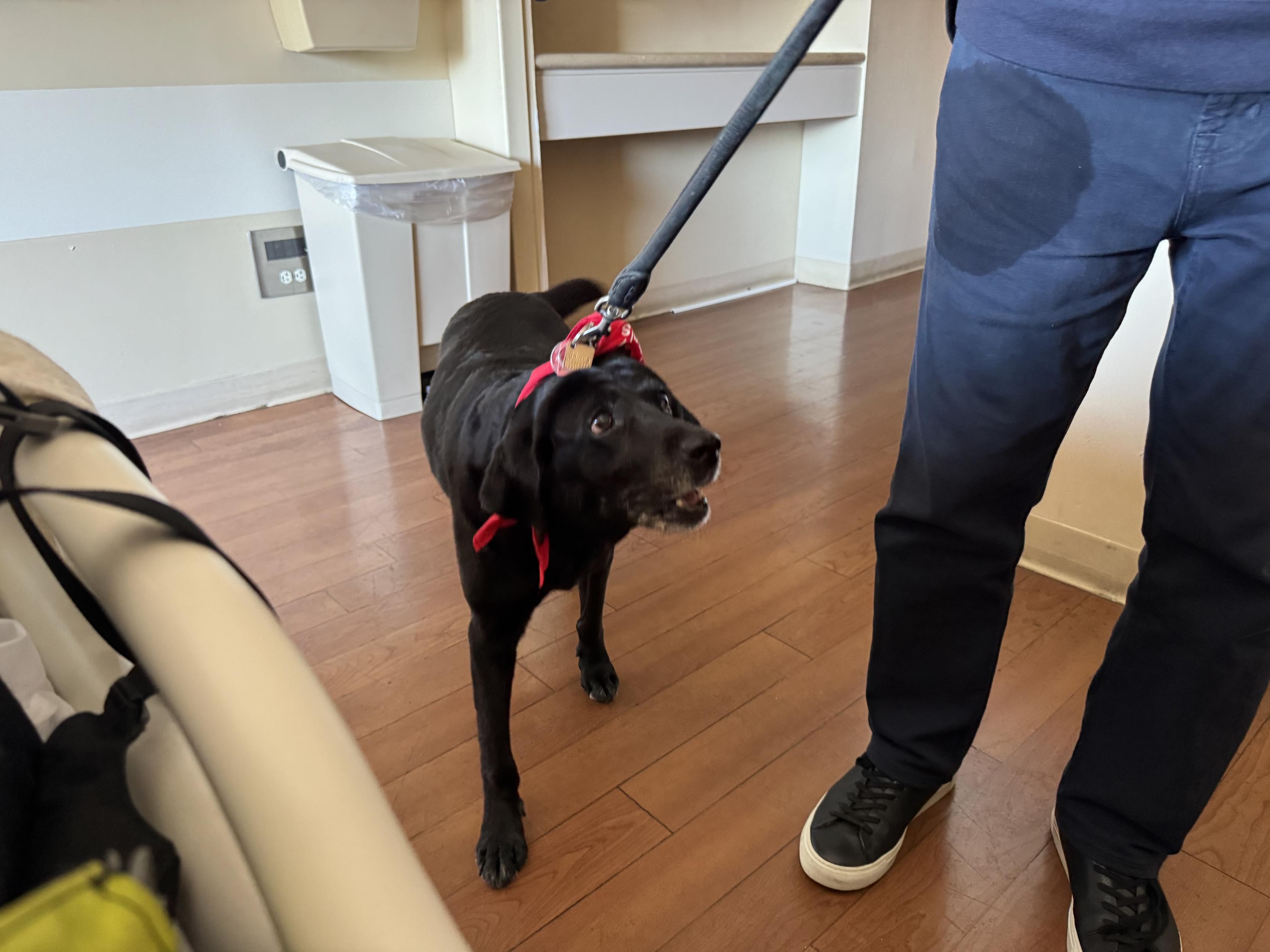 a black lab and the jeans covered leg of her handler. She's looking up at him, not quite sure what he wants.