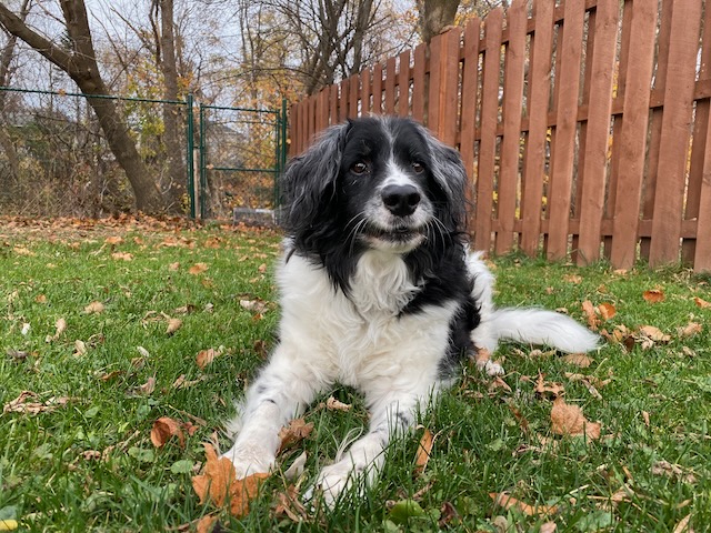 A photograph of a happy black and white springer spaniel border collie mix