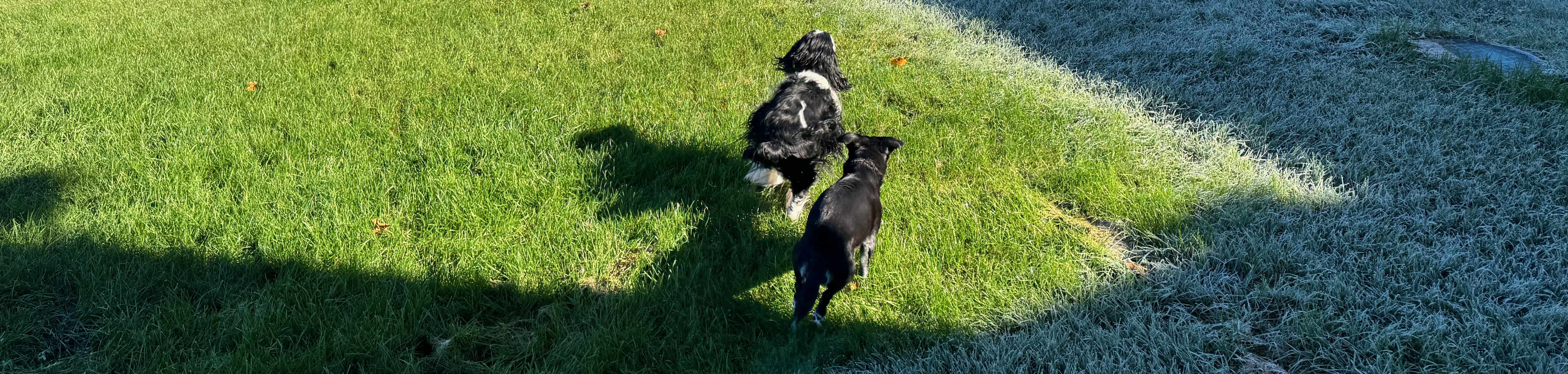 2 dogs running across a patch of sunny grass into frosty grass